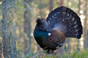 Capercaillie Capercaillie